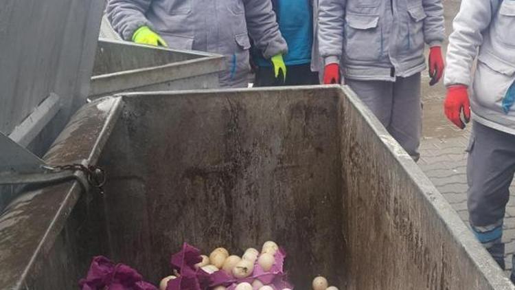 Marmariste çöpe atılan yumurtalardan çıkan 60 civciv kurtarıldı