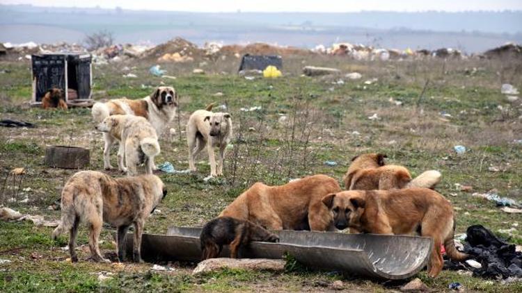 Edirnede kayıp 500 köpek aranıyor
