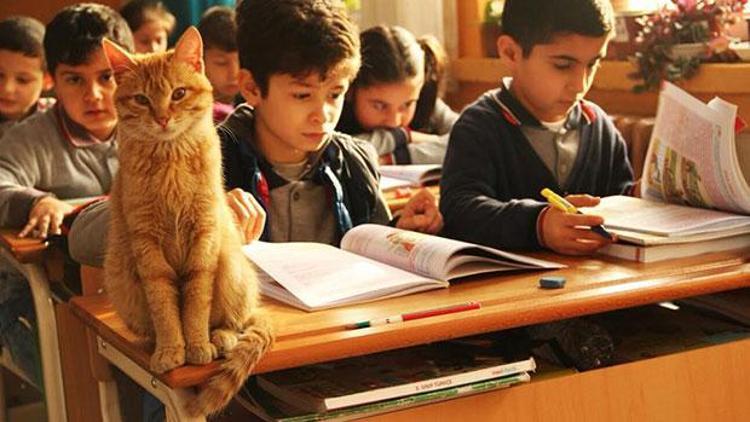 Tombi’yi sınıfa döndüren müdür, müdürlüğün bahçesinde de kedi besliyor