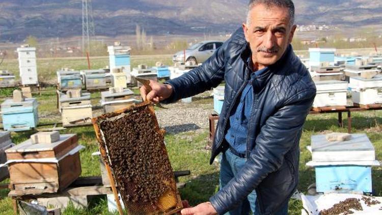 Arılarda Varroa hastalığına karşı mücadele başlatıldı