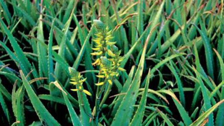 Aloe Vera bitkisinin faydaları neler Saça faydalarıyla biliniyor