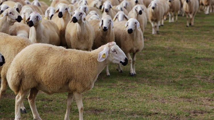 TİGEM 300 koyun projesiyle ilgili yeni açıklama: bin 667 kişi yararlanabilecek