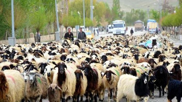 300 koyun projesi  için “iki bölge” önerisi