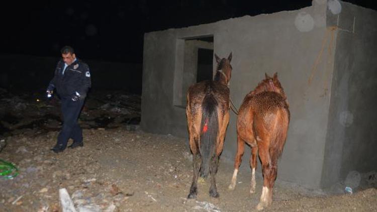 Adanada kaçak at kesimi baskını: İki atı kesilmekten polis kurtardı