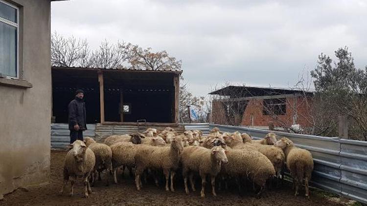 Çanakkalede şap hastalığı nedeniyle 43 köy karantinaya alındı