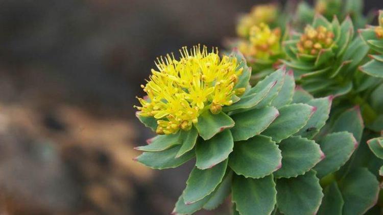 Rhodiola (altın kök) bitkisinin yararları nelerdir Rhodiola bitkisi hangi tedavilerde kullanılır