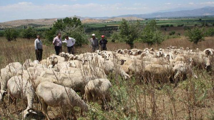 İzmirde mera alanları kiraya çıkarıldı