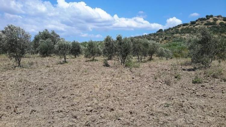 Bergama Belediyesi orman vasfını yitirmiş alanlara talip