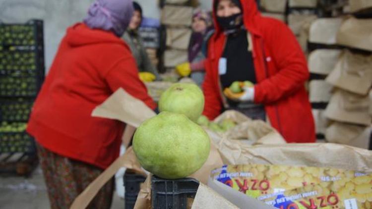 Karyağdı armudu alıcı bekliyor