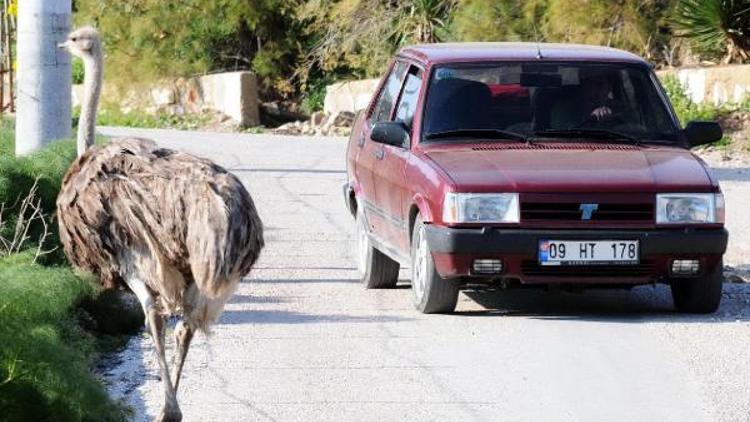 Bodrum yollarında deve kuşu şaşkınlığı