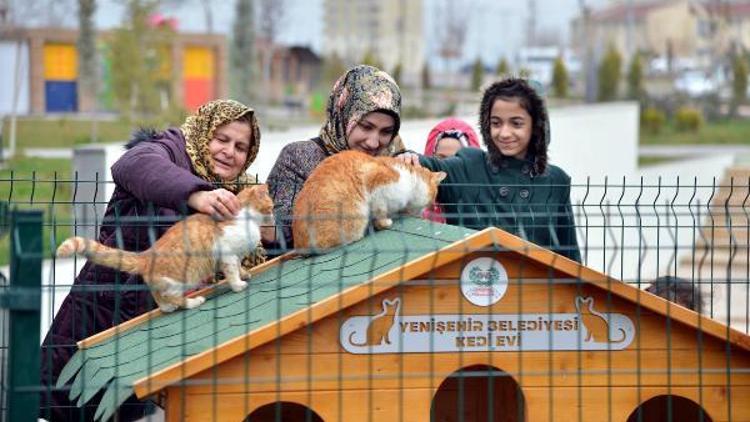 Diyarbakırda sokak kedileri için 20 ev yapıldı