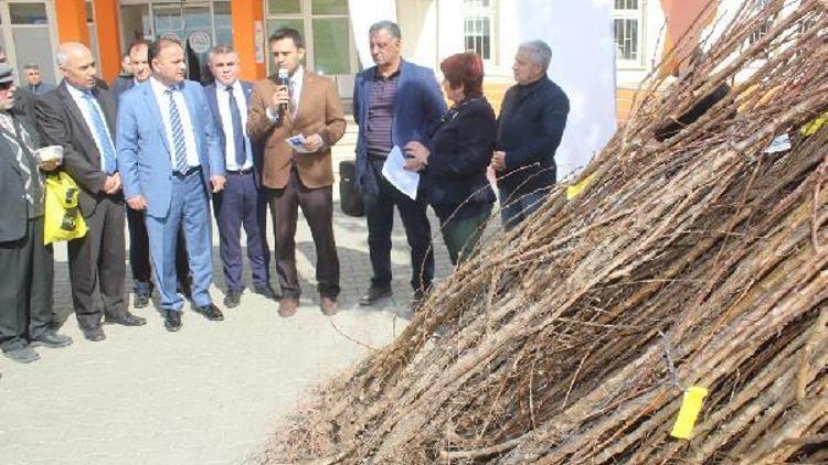 Iğdırda çiftçilere kayısı fidanı dağıtıldı