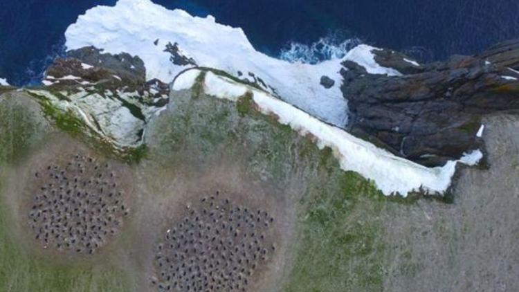 Anktartikada 1.5 milyon Adelie pengueninden oluşan dev koloni keşfedildi