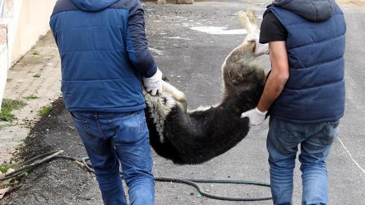 Zabıta, yaralı sokak köpeğini korumaya aldı