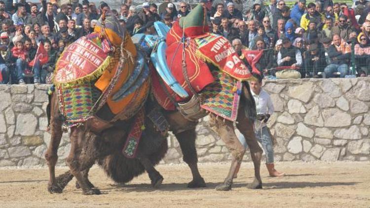 Ayvacık’ta deve güreşi heyecanı yaşandı