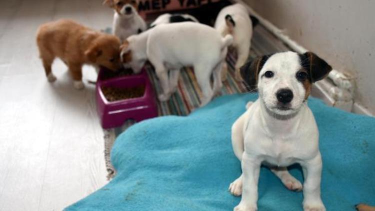 Kapıkulede yakalanan yavru köpekler, ihaleyle satılacak