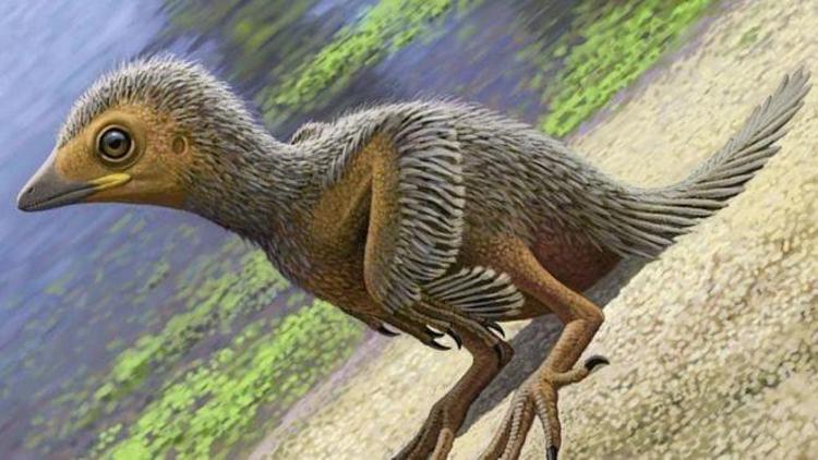 127 milyon yıllık kuş fosili bulundu
