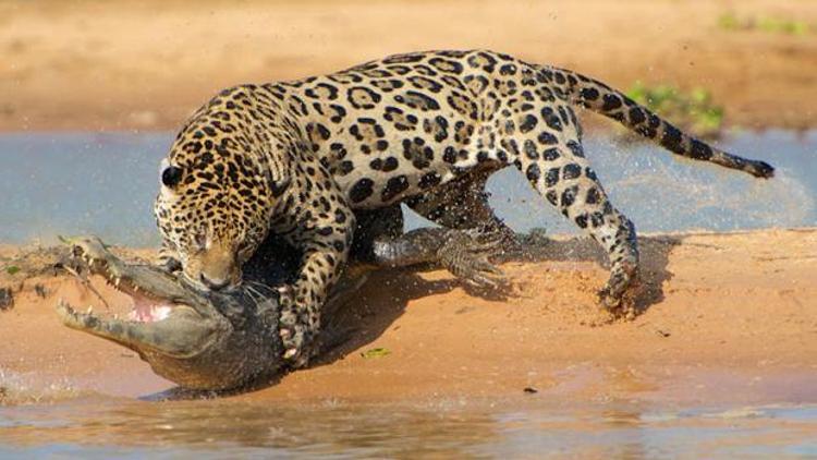 Profesör timsahı avlayan jaguarı fotoğrafladı, sergi açtı