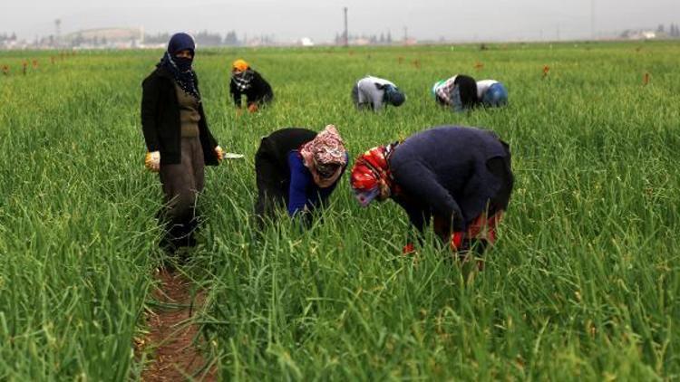 Suriye sınırındaki kadınların ekmek kavgası