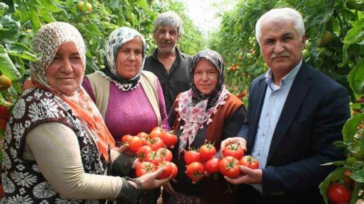 Domates üreticisinin yüzü gülüyor