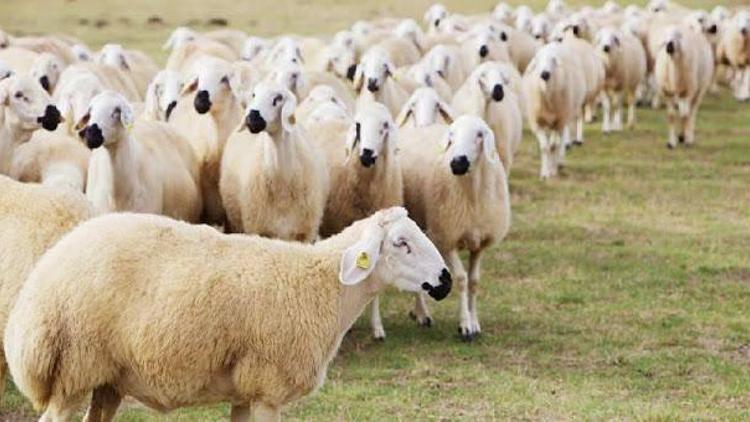 300 koyun projesinde teslimler nisan ayında başlayacak