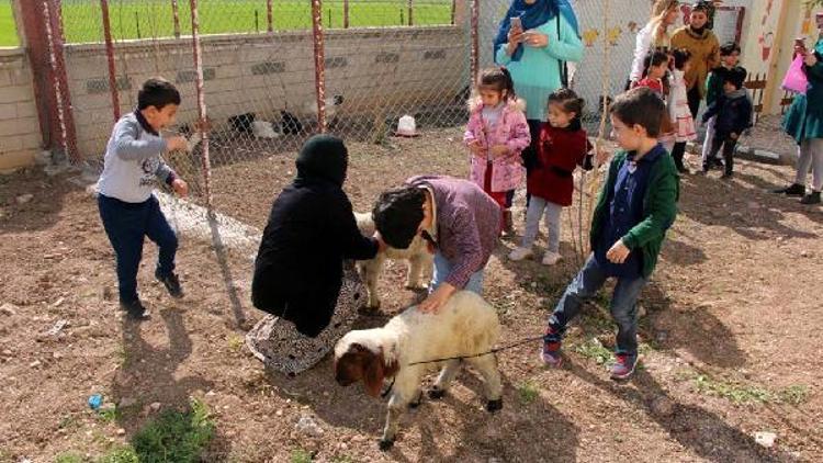 Çocuklara hayvan sevgisi aşılamak için anaokulu bahçesine kümes kuruldu