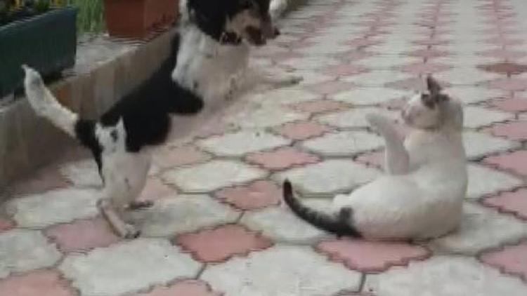 Kedi ile köpeğin kıskandıran dostluğu