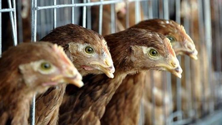 Canlı hayvan ihracatını tavuk ve horoz sırtladı