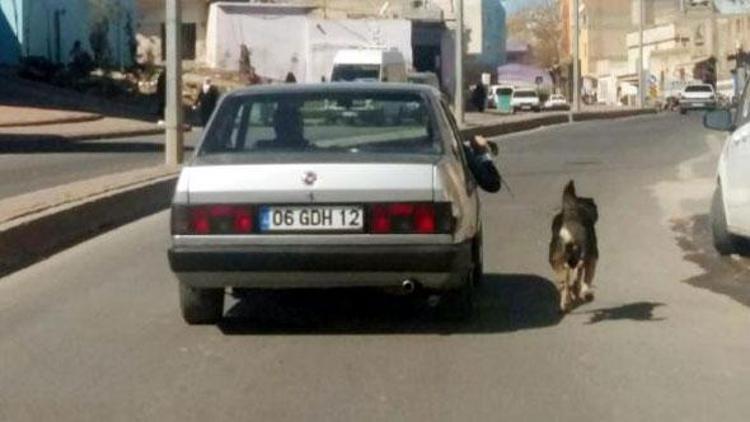 Yürek sızlatan görüntü Zincirle bağladığı köpeği böyle koşturdu…