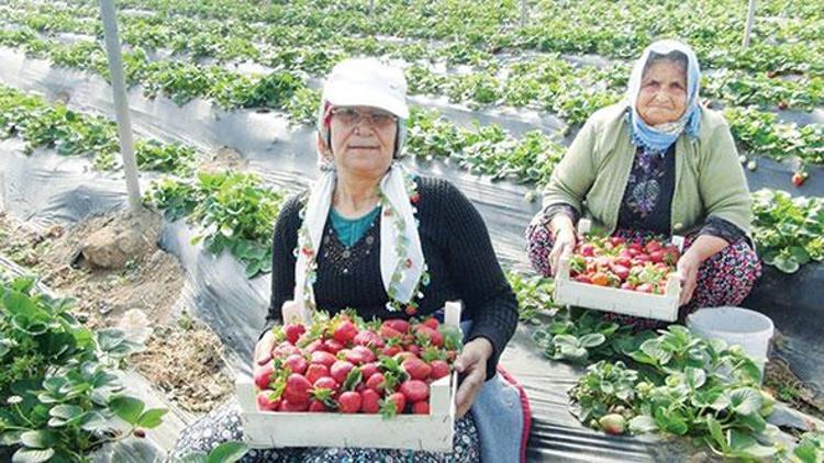 Çilek ihracatı erken başladı