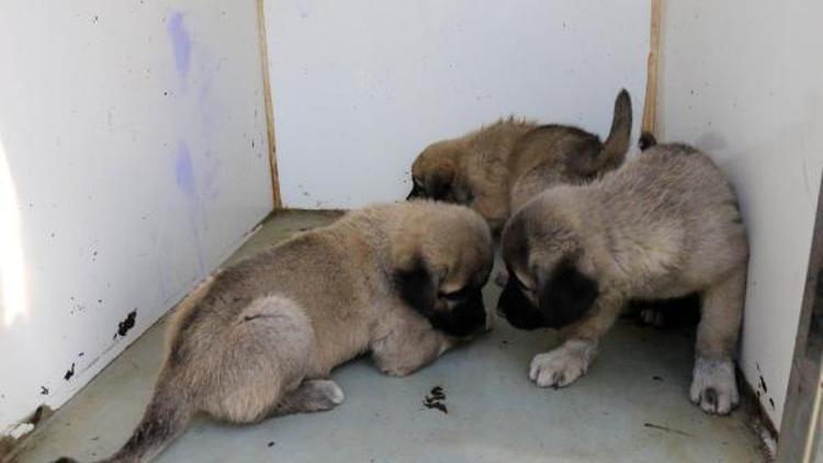 Yavrularıyla gezen köpeği pompalı tüfekle yaraladı