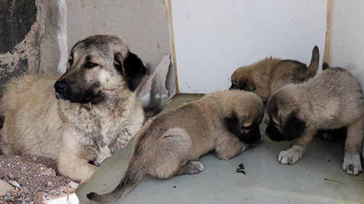 Cani Yavrularıyla gezen köpeğe pompalı tüfekle saldırdı