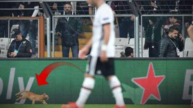 Beşiktaş - Bayern Münih maçına giren kedi İngiliz basının ve sosyal medyanın gündeminde