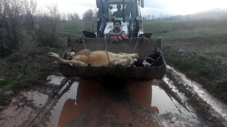 Dağda mahsur kalan inek kepçeyle kurtarıldı
