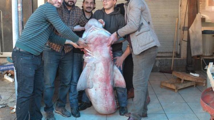 Balıkçıların ağına 300 kiloluk köpek balığı takıldı