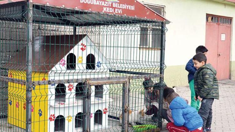 Kafesli kedi evi