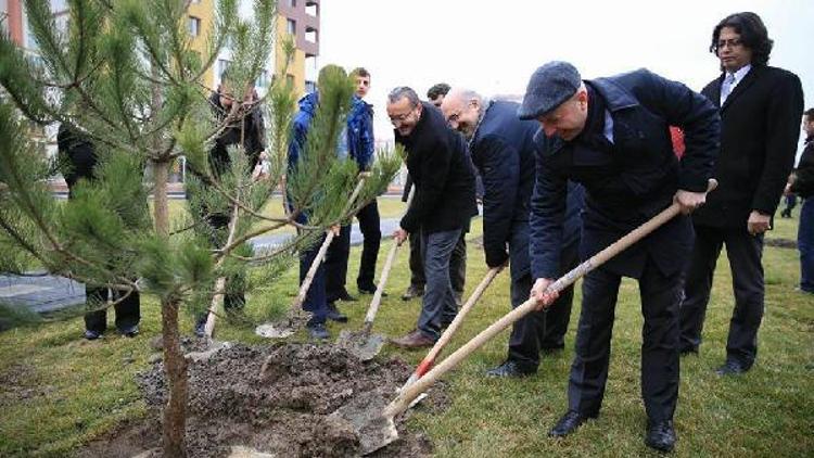 Kocasinan Belediyesi ağaç dikti