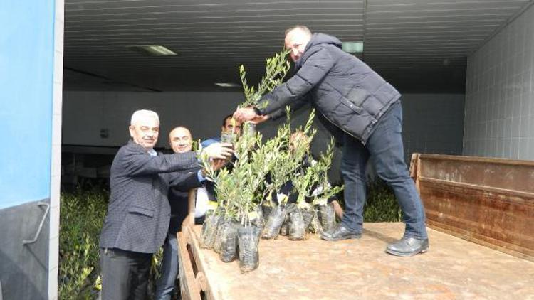 Marmara Birlik’ten üreticiye 7 bin yeşil zeytin fidanı