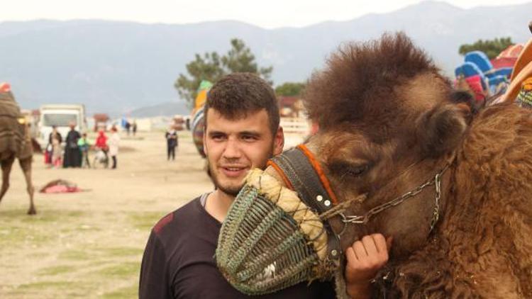 Balıkesirde develer plajda güreşti