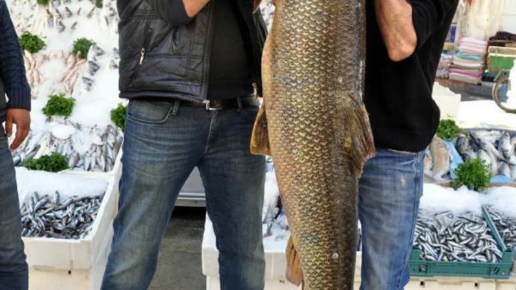 Botan Çayında 157 kiloluk turna balığı yakaladı