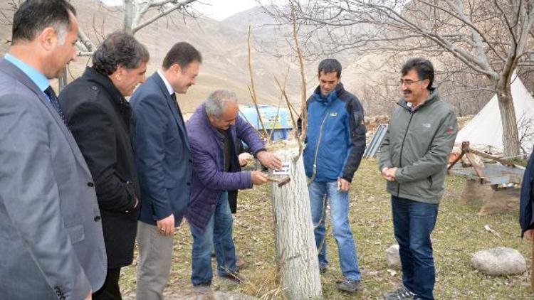 Sertifikalı ceviz fidanlarında damızlık ünite tespitleri yapıldı