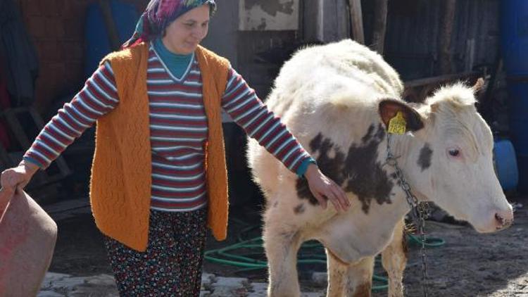 3 çocuk annesi, devletin verdiği 6 inekle ailesini geçindiriyor
