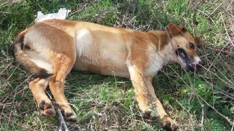 Ispartada 18 köpek ölüsü bulundu