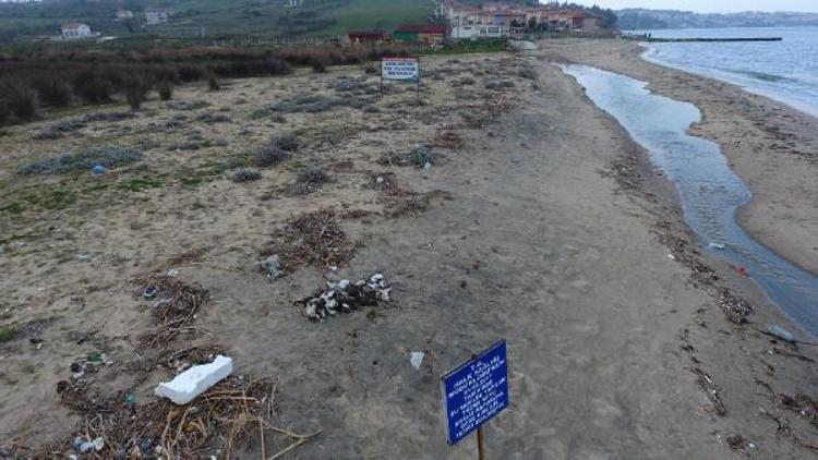 Sinopta yelkovan kuşları ölü bulundu