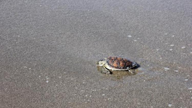 Tedavisi tamamlanan kaplumbağa Zeytin denizle buluştu