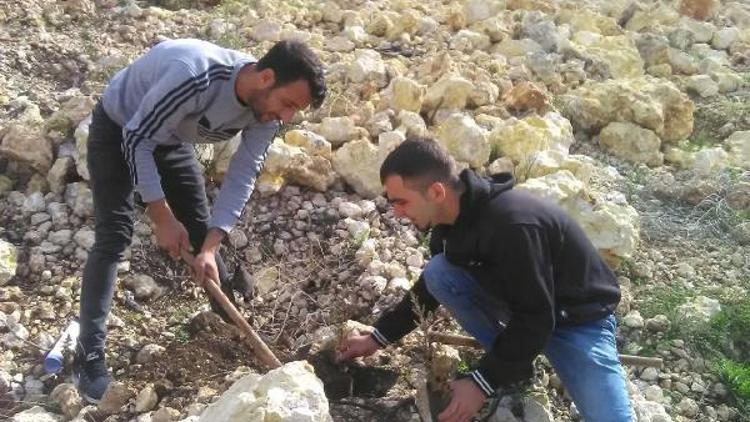 Denetimli serbestlik yükümlüleri fidan dikti