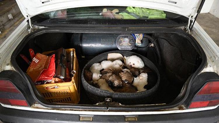 Otomobilin bagajında 15 yavru köpek yakalandı...