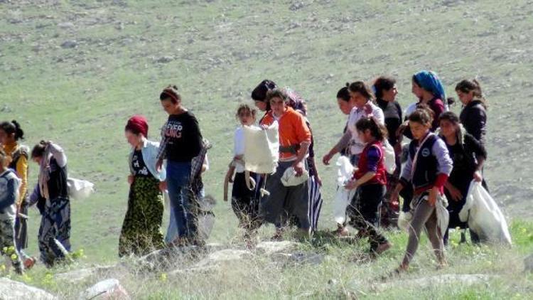 Kız çocukları, Göbeklitepede ot topluyor