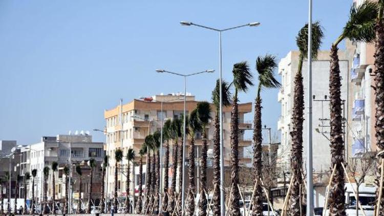 Nusaybinde yeni Mardin karayoluna palmiye ağaçları dikiliyor