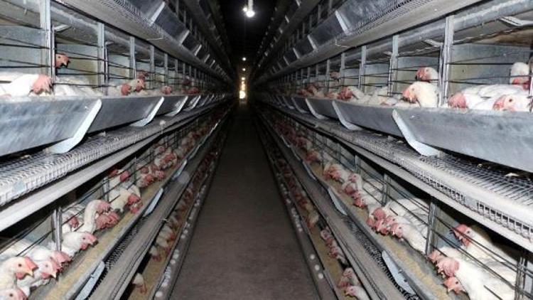 Alman firmasından Mardin’e entegre tesisi ile 70 tavuk çiftliği